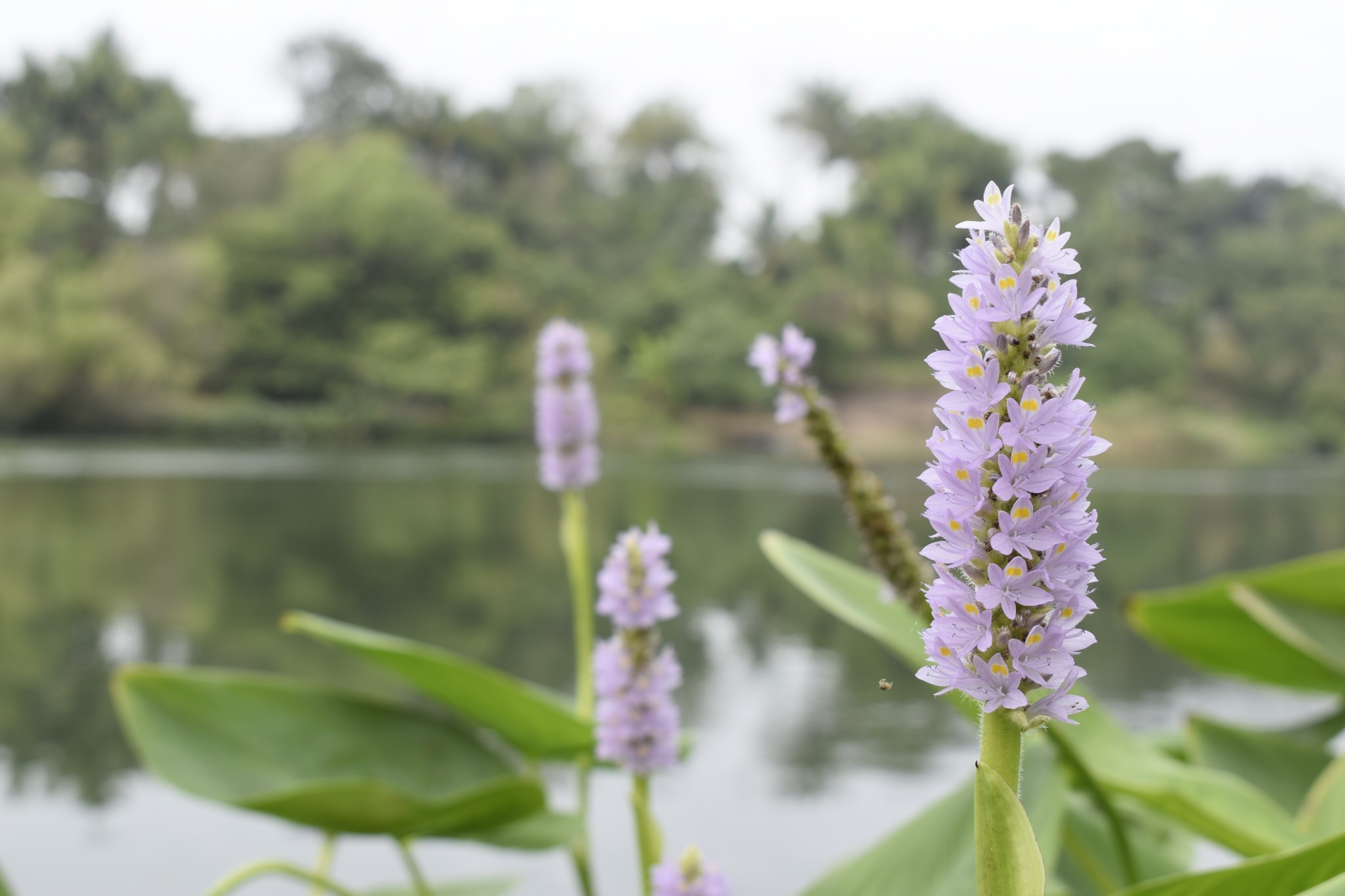 Pontederia sagittata